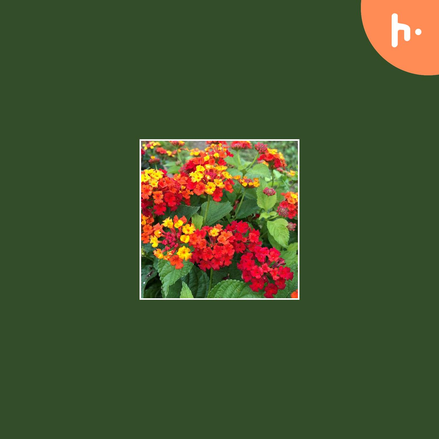 Bullhorn.fm Top 10 flowers that bloom all year YANN GREAT SHARING